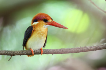 Картинка животные зимородки ветка птичка