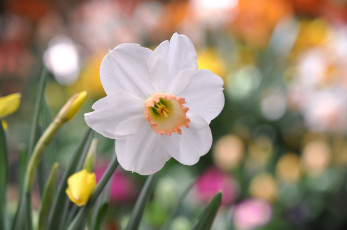 Картинка цветы нарциссы нежность