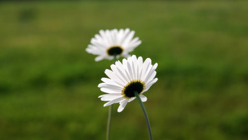 Картинка цветы ромашки лепестки