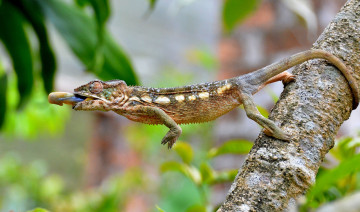 Картинка животные хамелеоны ветка дерево хамелеон язык охота