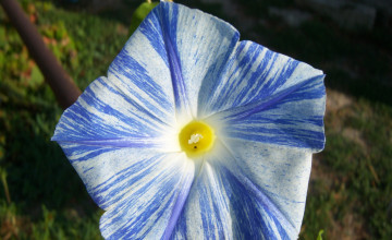 Картинка летающая тарелка цветы вьюнки ипомеи голубой