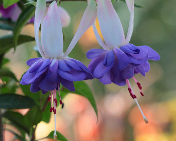 Обои картинки фото цветы, фуксия, макро