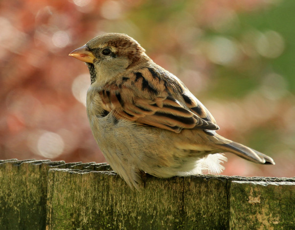 Обои картинки фото животные, воробьи, воробей, птичка, забор