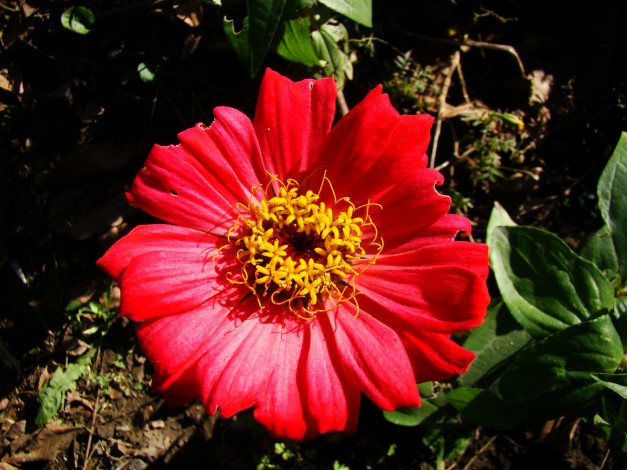 Обои картинки фото цветы, цинния