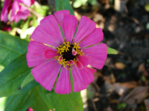 Обои картинки фото цветы, цинния