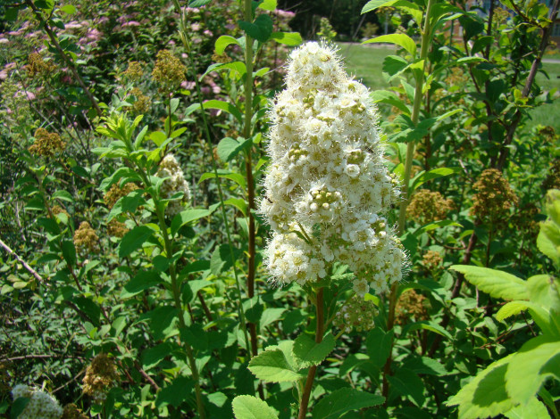 Обои картинки фото цветы, цветущие, деревья, кустарники