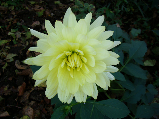 Обои картинки фото цветы, георгины