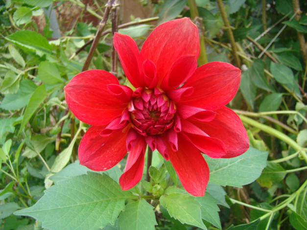 Обои картинки фото цветы, георгины