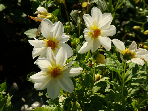 Обои картинки фото цветы, георгины