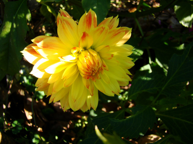 Обои картинки фото цветы, георгины