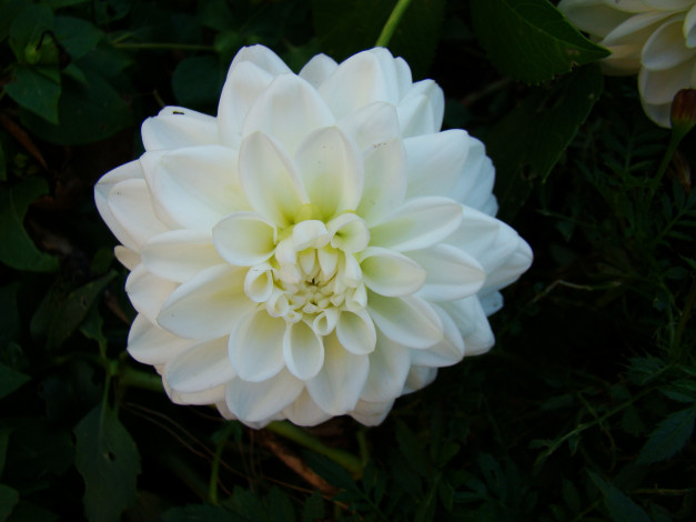 Обои картинки фото цветы, георгины