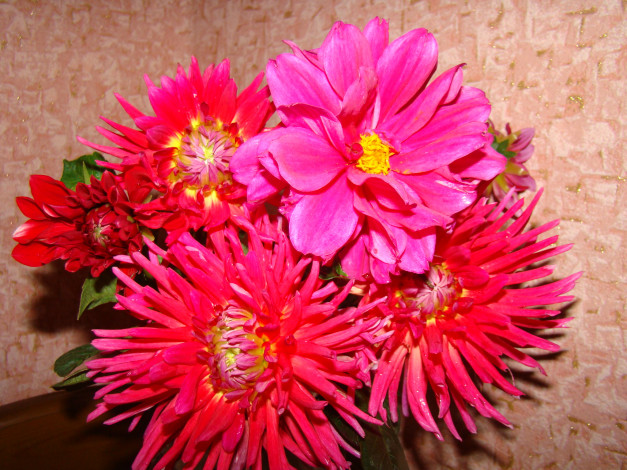 Обои картинки фото цветы, георгины