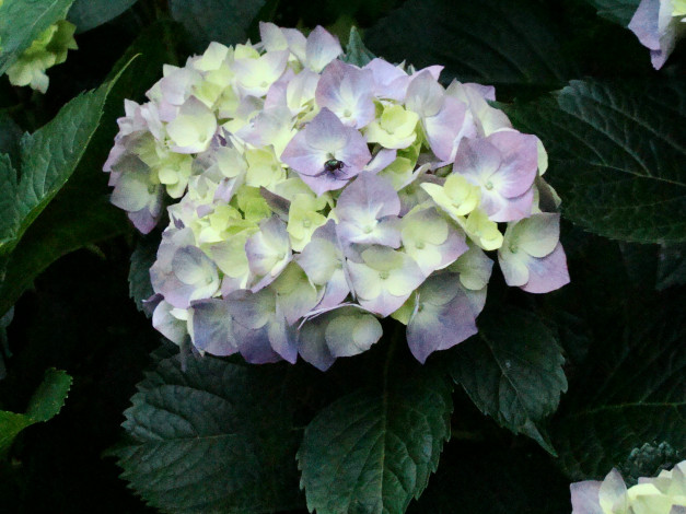 Обои картинки фото цветы, гортензия