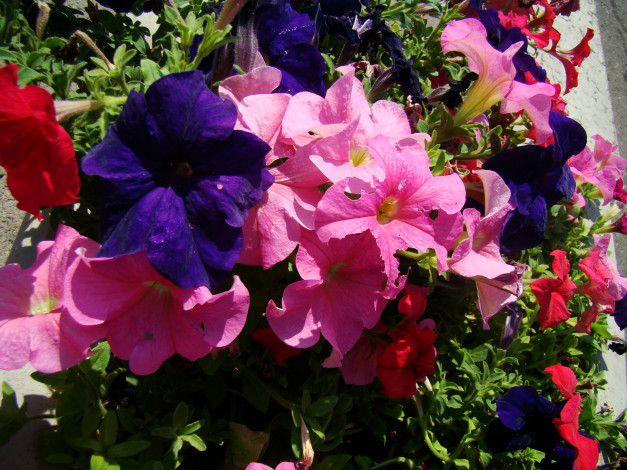 Обои картинки фото цветы, петунии, калибрахоа