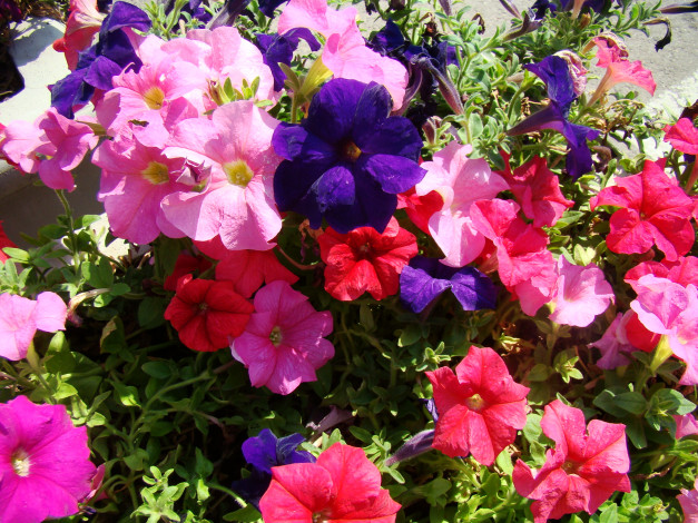 Обои картинки фото цветы, петунии, калибрахоа
