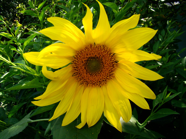 Обои картинки фото цветы, подсолнухи