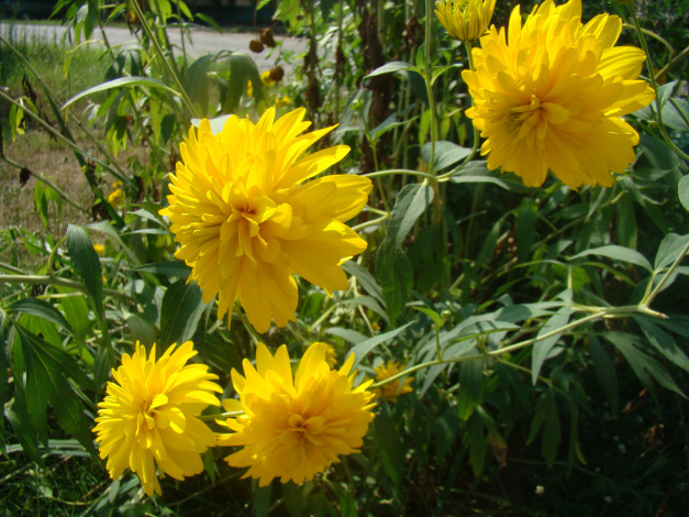 Обои картинки фото цветы, рудбекия