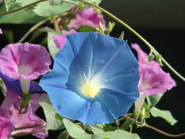 Обои картинки фото цветы, вьюнки, ипомеи
