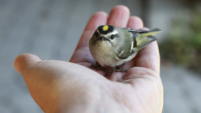 Обои картинки фото животные, синицы, лазоревки, птенец, синичка, ладонь