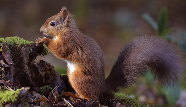 Обои картинки фото животные, белки, пушистый, хвост, листва, мох, белка, кочка