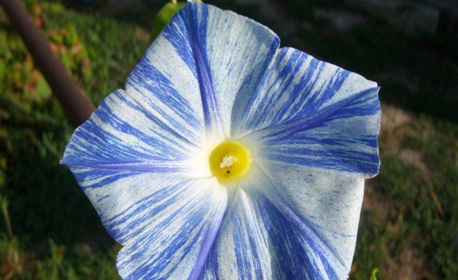 Обои картинки фото летающая, тарелка, цветы, вьюнки, ипомеи, голубой