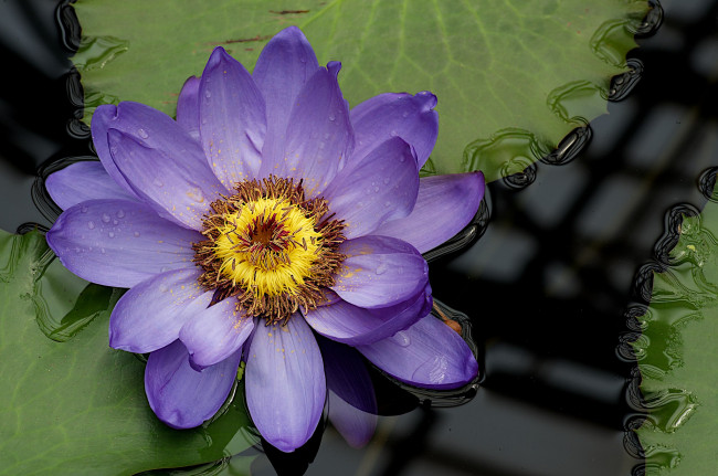 Обои картинки фото цветы, лилии, водяные, нимфеи, кувшинки, нимфея