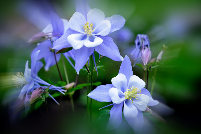 Обои картинки фото цветы, аквилегия, водосбор, нежность