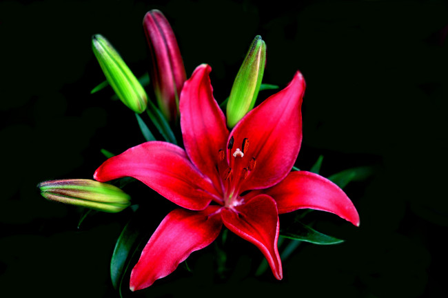 Обои картинки фото цветы, лилии, лилейники, макро