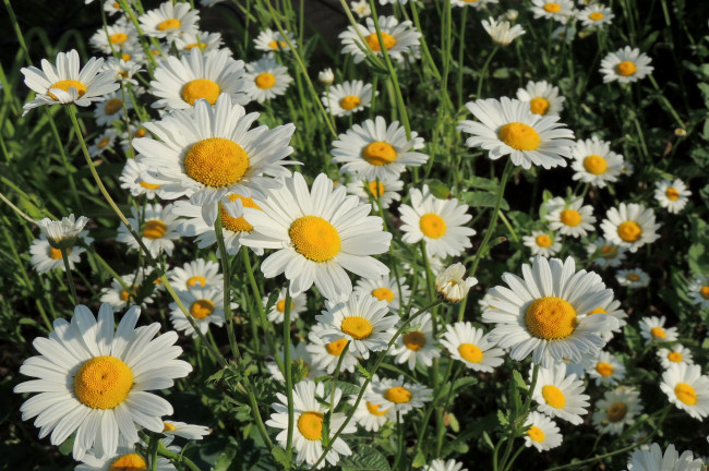 Обои картинки фото цветы, ромашки