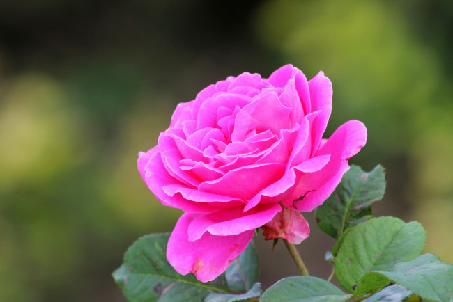 Обои картинки фото цветы, розы, розовый