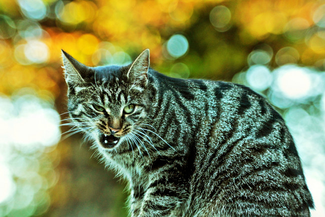 Обои картинки фото ну, чо, животные, коты, морда, угроза, кот