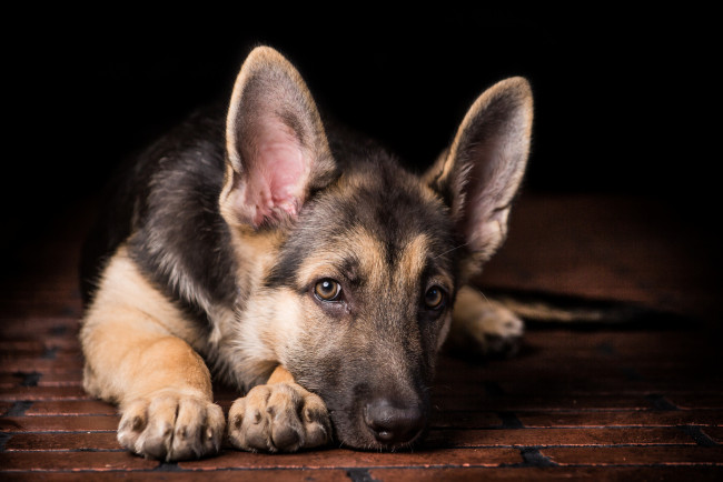 Обои картинки фото животные, собаки, овчарка