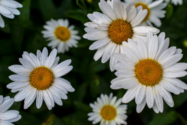 Обои картинки фото цветы, ромашки, макро, капли