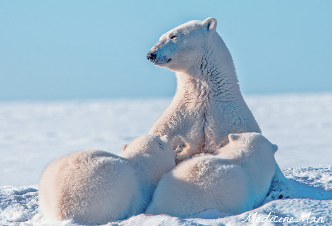 Обои картинки фото животные, медведи, мама