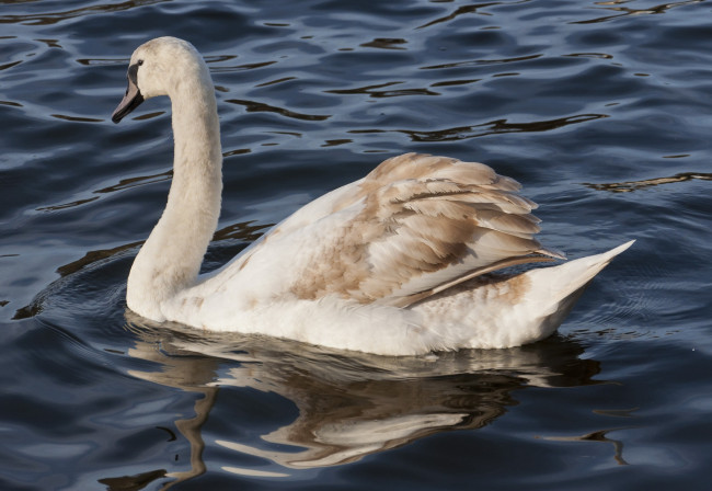 Обои картинки фото животные, лебеди, лебедь