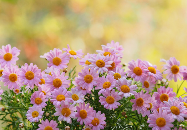 Обои картинки фото цветы, ромашки, розовый