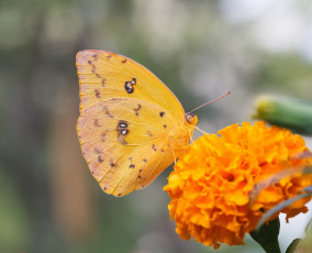 Картинка животные бабочки bob decker макро бабочка крылья усики насекомое цветок бархатец пчела