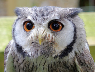 Картинка животные совы оперение глаза сова голова