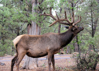 Картинка животные олени олень поляна лес рога