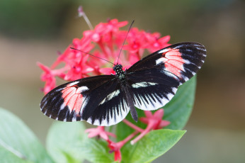 Картинка животные бабочки цветы усики крылья бабочка макро