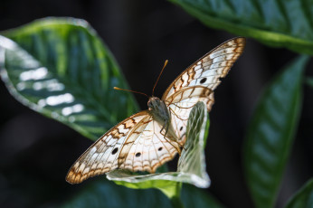 Картинка животные бабочки листья насекомое усики крылья фон бабочка макро bob decker