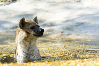 Картинка животные гиены +гиеновые+собаки гиена хищник морда водоем купание осень