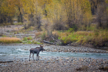 Картинка животные лоси река берег лес осень