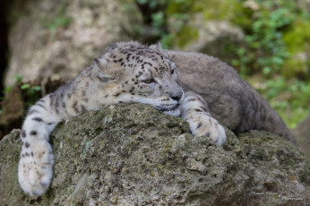 Картинка животные снежный+барс+ ирбис лежит отдых лапы морда кошка камень
