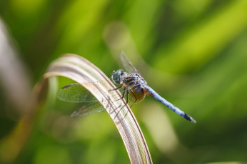 Картинка животные стрекозы bob decker макро стрекоза фон крылья насекомое листья