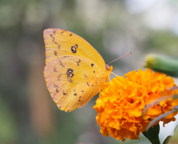 Обои картинки фото животные, бабочки, bob, decker, макро, бабочка, крылья, усики, насекомое, цветок, бархатец, пчела