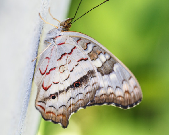 Обои картинки фото животные, бабочки, bob, decker, макро, бабочка, фон, крылья, усики, насекомое