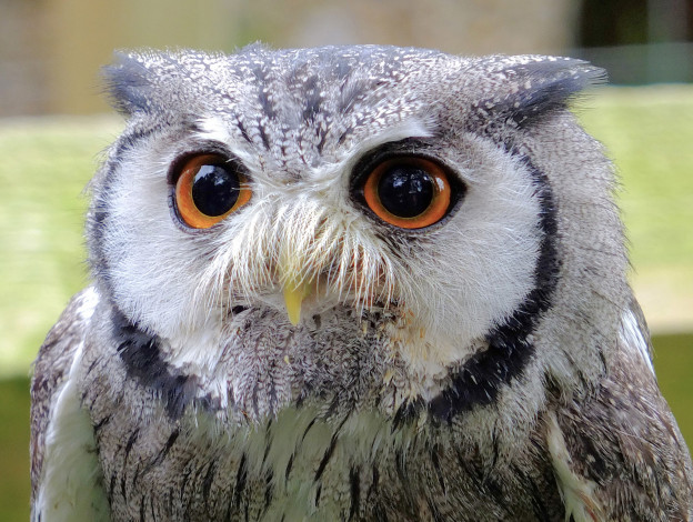 Обои картинки фото животные, совы, оперение, глаза, сова, голова