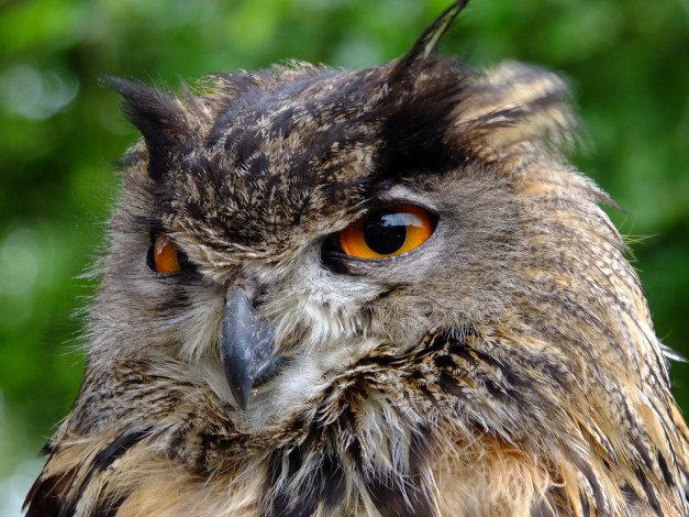 Обои картинки фото животные, совы, голова, сова, оперение, глаза