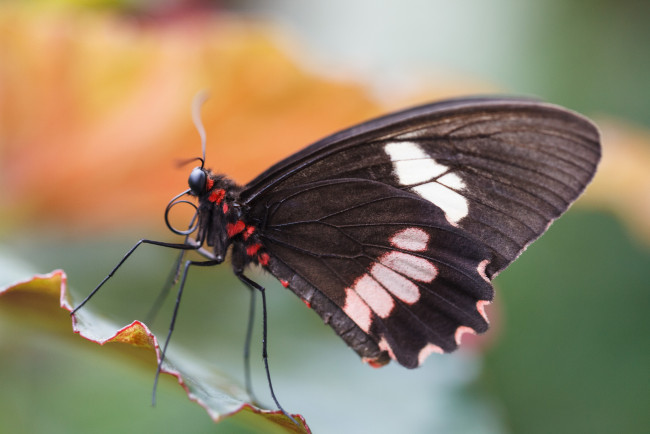 Обои картинки фото животные, бабочки, bob, decker, макро, бабочка, фон, крылья, усики, насекомое, листья